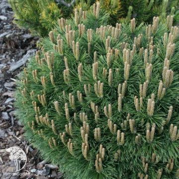 Фото  Сосна горная Хниздо