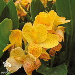  Канна Хеппи Эмили