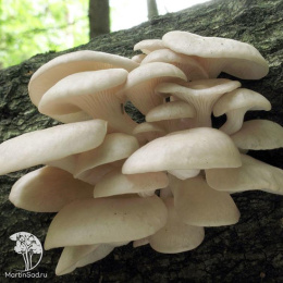 Мицелий Вешенка индийская Пульмонарис на древесной палочке