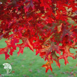 Дуб шарлаховый Quercus coccinea
