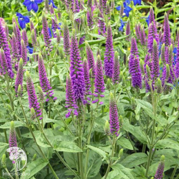 Вероника длиннолистная Фёст Мач