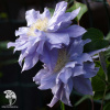 Клематис Азур Болл фото 2 