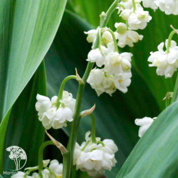  Ландыш майский Пролификанс махровый