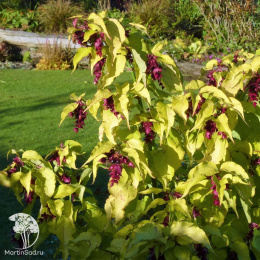 Лейцестерия красивая Голден Лантернс