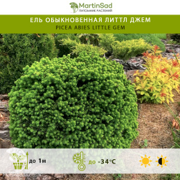 Ель обыкновенная Литтл Джем