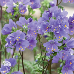 Синюха иезонская Пурпл Рэйн Стэйн