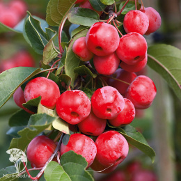 Яблоня декоративная Ред Сентинел