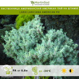 Лиственница американская Американ Пай на штамбе