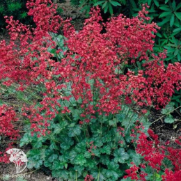 Гейхера кроваво-красная Руби Беллз