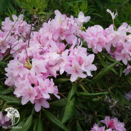 Рододендрон Школьница