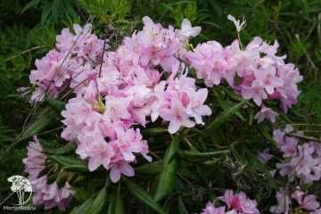 Фото Рододендрон Школьница