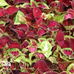 Колеус Радуга (смесь сортов)