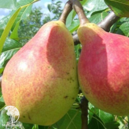 Груша Сапфира + опылитель Груша Любимица Яковлева