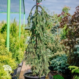 Ель обыкновенная Инверса