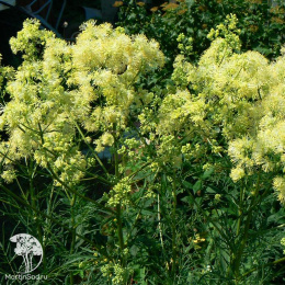 Василистник жёлтый