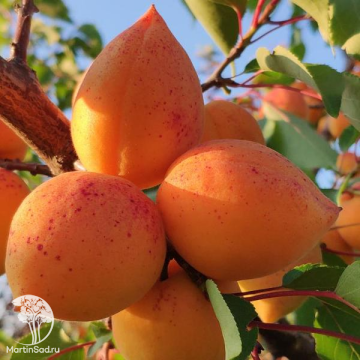 Фото Абрикос Ранний из Мордена