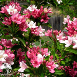 Вейгела цветущая (Карнавал) Курталор