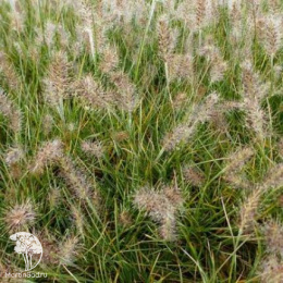 Пеннисетум лисохвостный Литл Хоней