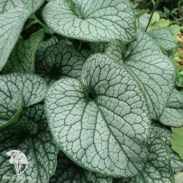 Бруннера крупнолистная Александерс Грейт