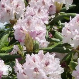 Рододендрон Антон Чехов