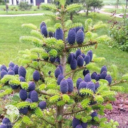 Пихта корейская (120-140 см, C-10, ДИСКОНТ, Супер цена 50)