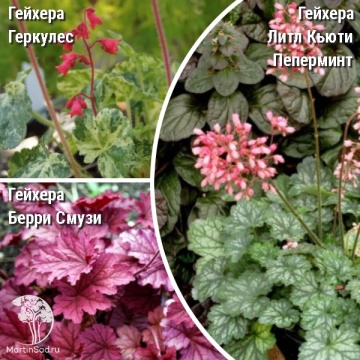 Фото Сверхвыгодный микс! Гейхера Геркулес + Гейхера Литтл Кьюти Пеперминт + Гейхера Берри Смузи