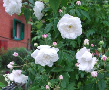 Фото Роза плетистая Эми Вайберт