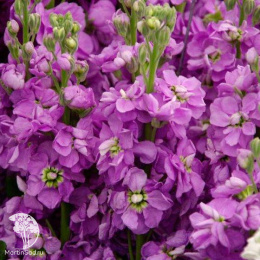 Левкой карликовый Дюймовочка фиолетовый