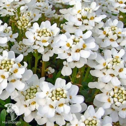 Иберис Жемчужная россыпь зонтичный , серия Альпийская горка