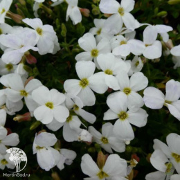Аубриета культурная Регадо Уайт