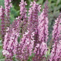 Шалфей Сенсейшн Медиум Пинк