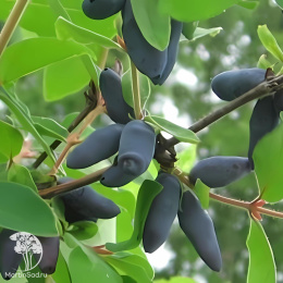Жимолость камчатская Бакчарская
