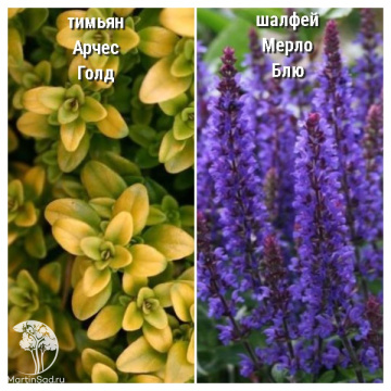 Фото Набор для мяса тимьян Арчерс Голд + шалфей Мерло Блю