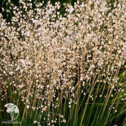 Трясунка средняя Доддеринг Диллис