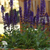 Шалфей дубравный Салватор Блю фото 2 