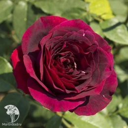 Роза чайно-гибридная Олд Ромео