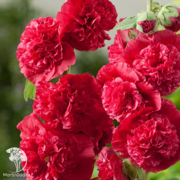 Мальва Чатерс Дабл Скарлет