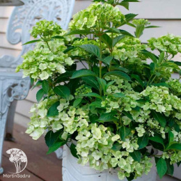 Гортензия Фейри Трейл Грин