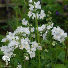 Синюха микс голубая, белая