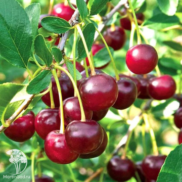 Фото Вишня Кармин Джевел