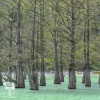 Кипарис болотный (Таксодиум) двурядный Каскад Фолс на штамбе фото 3 