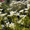 Saxifraga arendsii Alba Камнеломка Арендса Альба фото 2 