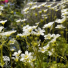 Saxifraga arendsii Alba Камнеломка Арендса Альба фото 2 