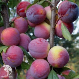 Слива колоновидная гибрид Империал + Путешественница