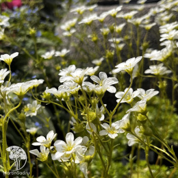 Saxifraga arendsii Alba Камнеломка Арендса Альба