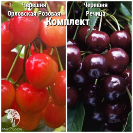 Сверхвыгодный комплект! Черешня Орловская розовая + опылитель Черешня Речица
