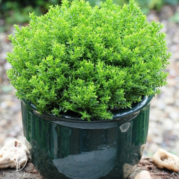 Хебе Эмеральд Грин