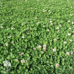 Клевер ползучий Ривендел