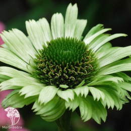 Эхинацея Грин Джевел