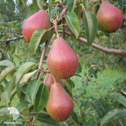 Груша Ника + опылитель Груша Бере Русское